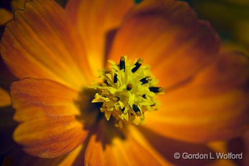 Orange Flower_51466.jpg - Photographed at Ottawa, Ontario, Canada.